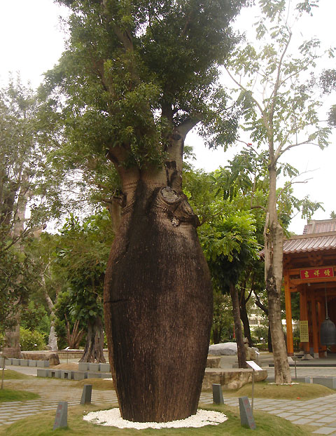  /i>,瓶干树的原生地是澳洲的昆士兰及南威尔斯的干燥地带,胖胖的体型