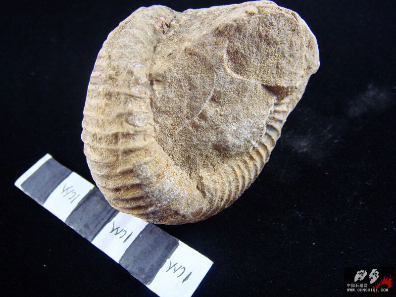  p>菊石, a target="_blank" href="/item/软体动物门/563285" data