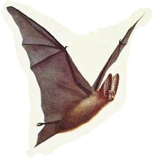  p>《未来世界的动物》是2008年1月 a target="_blank" href="/item