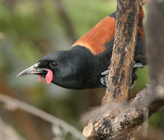 形目中体型最大的鸟类,包括 a href="#" data-lemmaid="430">乌鸦 /a>