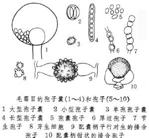  p>毛霉目(  i>mucorales /i>) ,接合菌纲中最大,最重要的 1目.
