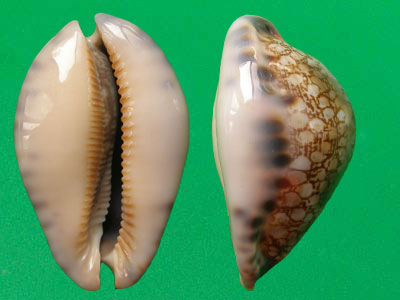  p>灰花枕宝螺(学名:mauritia grayana grayana)是腹足纲宝螺科的软体