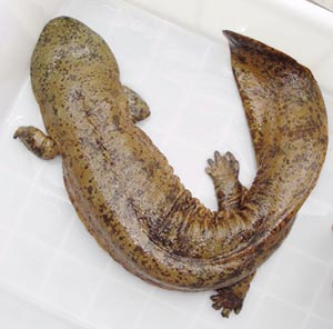  p data-id="gnwug8evuj">化骨龙,本意即龙生九子里的那个饕餮(拼音