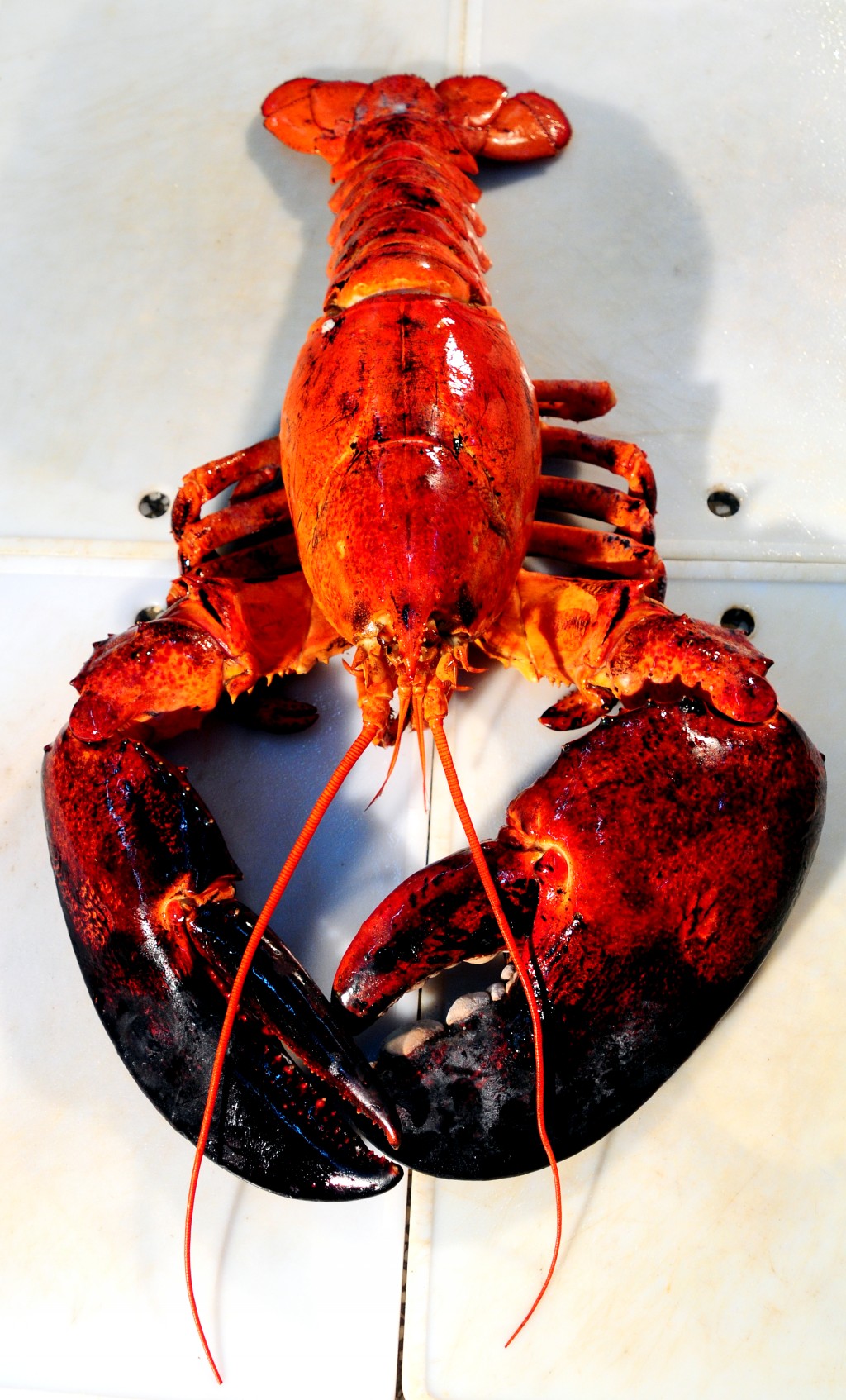  p>波士顿龙虾,属于海螯虾科 a target="_blank" href="/item/螯龙虾