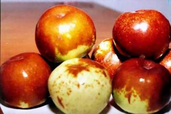  p>大雪枣, i>ziziphus zizyphus /i>, a target