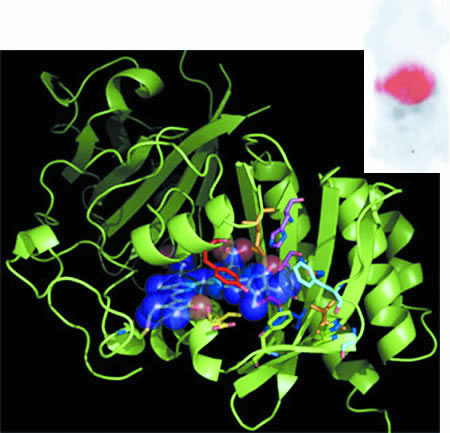 红外线荧光蛋白质