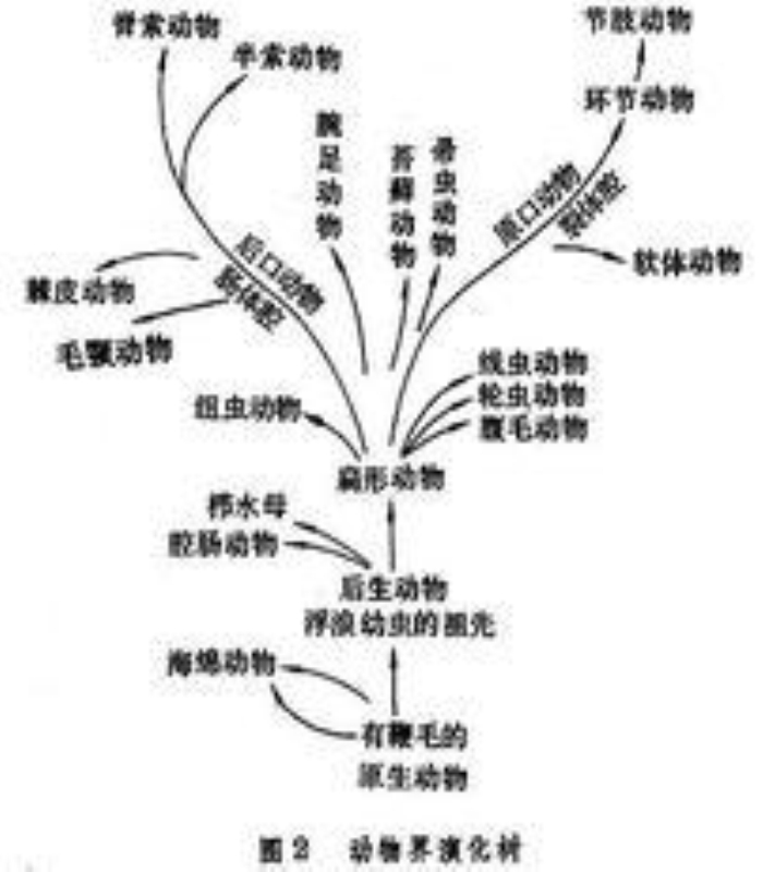 多细胞动物