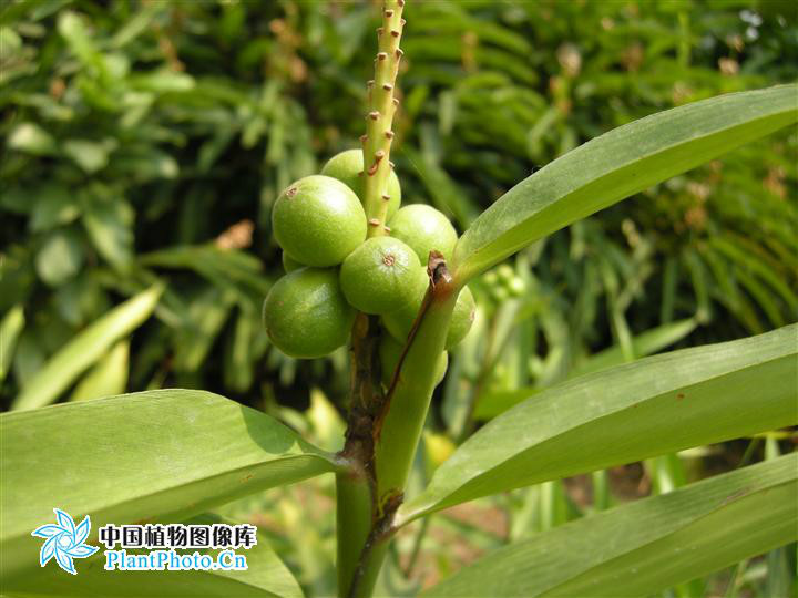 别名:益智仁,益智子.