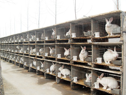  p>獭兔养殖是我国的一项新兴产业,獭兔肉可加工成多种肉制品, a