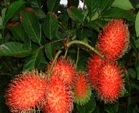 ( i>nephelium chryseum /i> blume)是无患子科韶子属常绿乔木植物