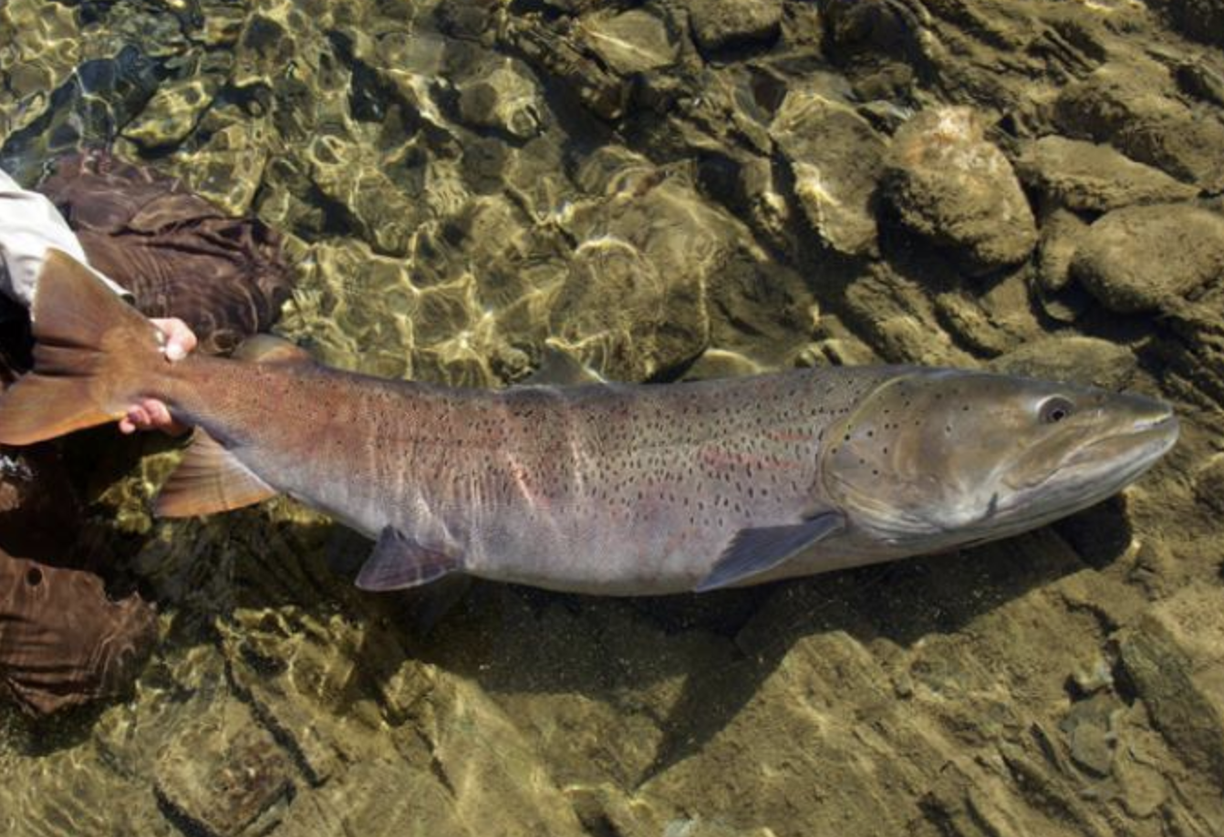  p>哲罗鱼(学名: i>hucho taimen /i>)是鲑科,哲罗鱼属冷水性的淡水
