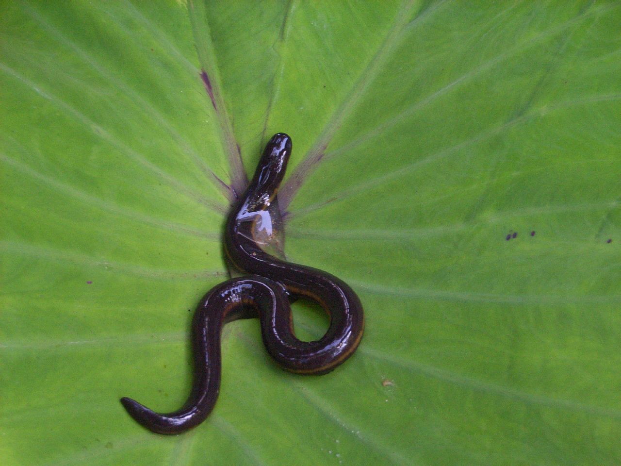  p>版纳鱼螈(学名: i>ichthyophis bannanicus /i>)是鱼螈科,鱼螈属无