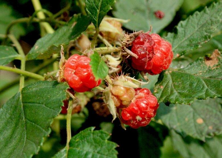  p>光果悬钩子(学名:rubus glabricarpus cheng)是蔷薇科悬钩子属的