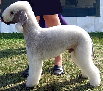 href="#" data-lemmaid="1254455">贝林顿梗 /a>(bedlington terrier)