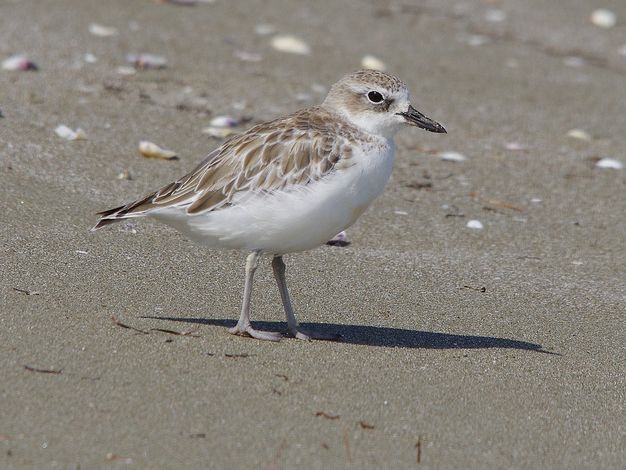  p>【中文名称】 a href="#">新西兰鸻 /a> /p> p>【拉丁学名】chara