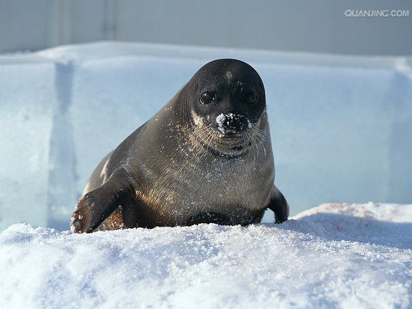贝加尔环斑海豹