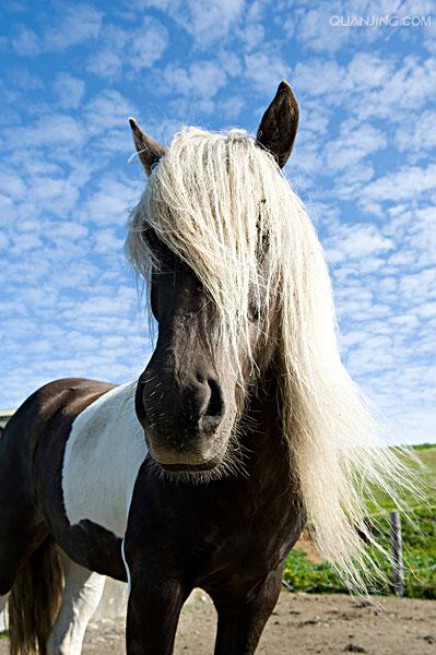 href="#" data-lemmaid="10530701">马种 /a>,约在1200年前由北欧运到