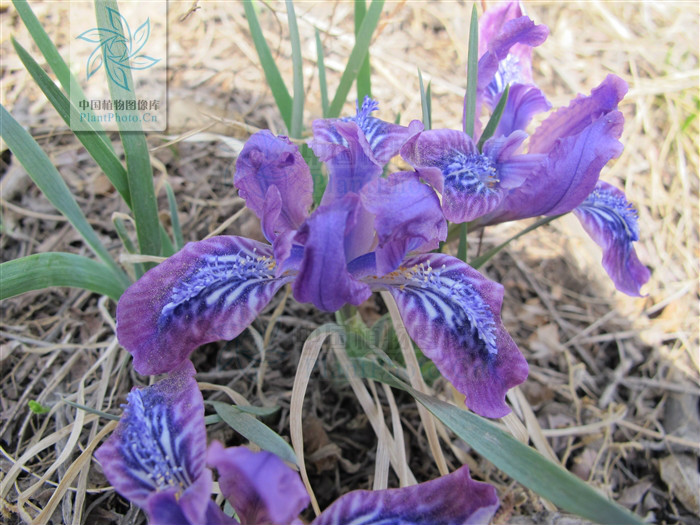  p>大粗根鸢尾为多年生 a href="#">草本 /a>,植株基部常有大量老叶