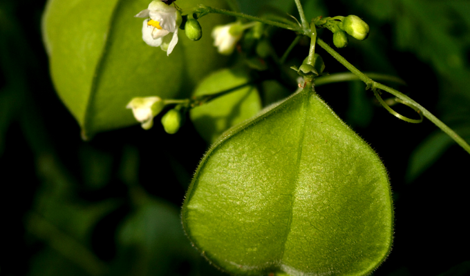  p> b>倒地铃属 /b>( a target="_blank" href="/item/学名/8074290"