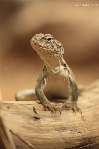  p>环颈蜥(拉丁学名:crotaphytus collaris)是 a href="#" data-lemma