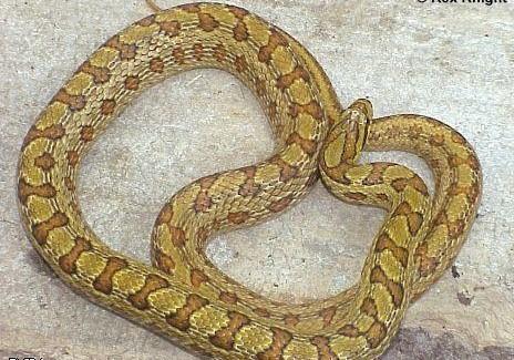 双斑锦蛇