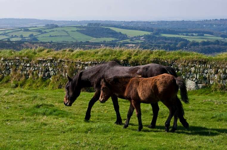 "7444991">达特穆尔 /a>(dartmoor)是英格兰德文郡中部穆尔兰的一个 a