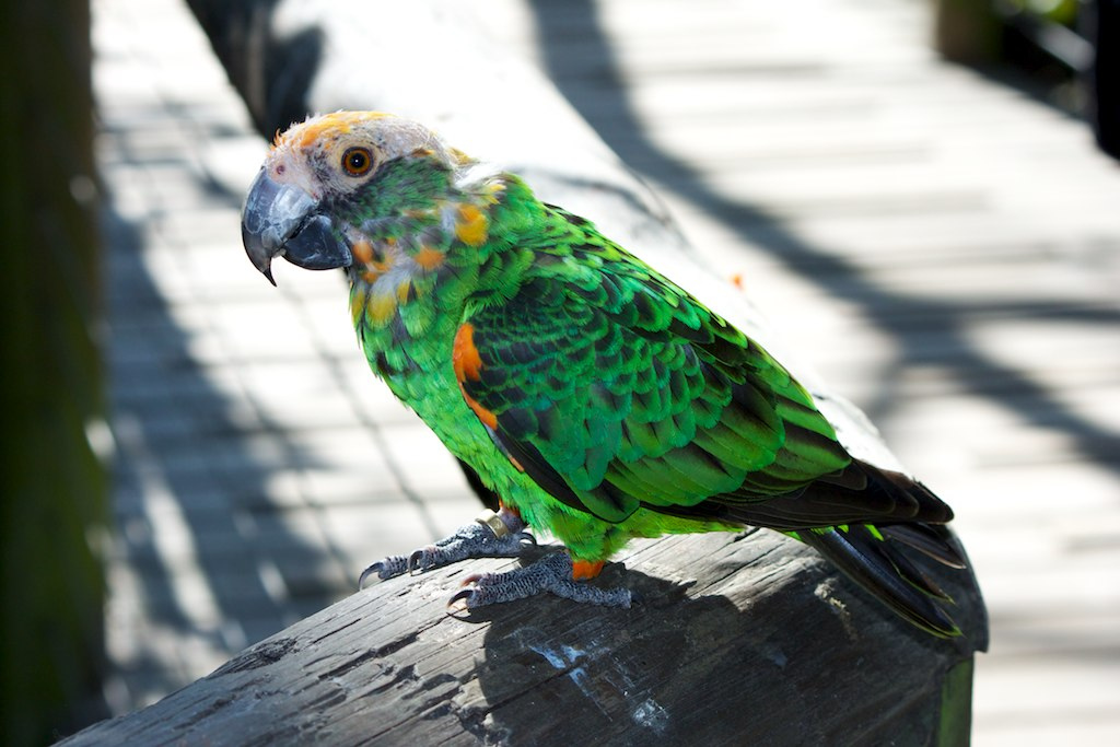  p>贾丁氏鹦鹉(学名: i>poicephalus gulielmi /i>) 在poicephalus属