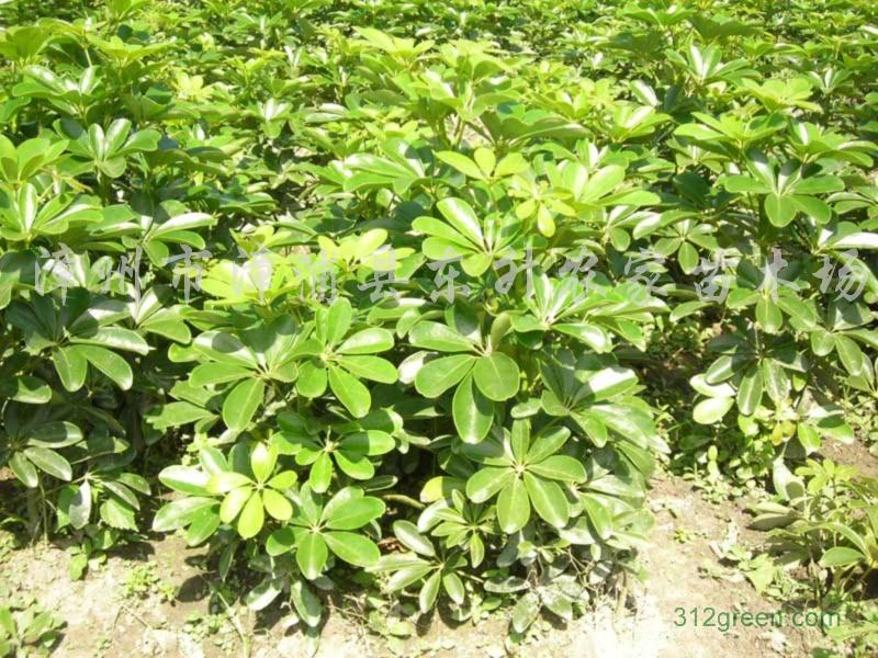  p>大果树参为 a target="_blank" href="/item/树参属">树参属 /a>