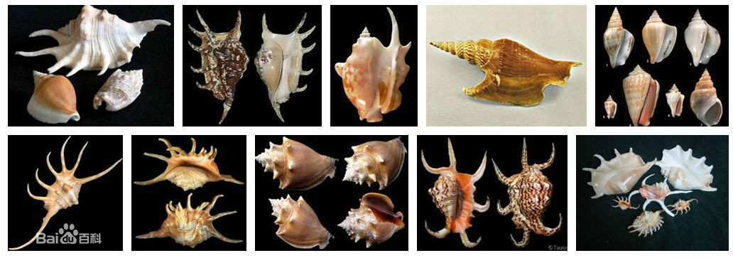  p>凤凰螺科(学名: i>strombidae /i>) a href="#" data-lemmaid="