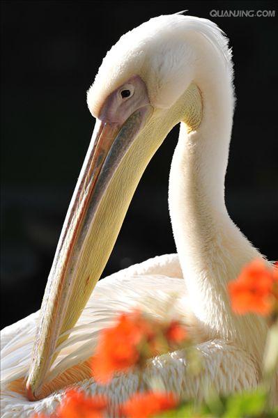  p>白鹈鹕(学名: i>pelecanus onocrotalus /i>),俗名又称 a target="