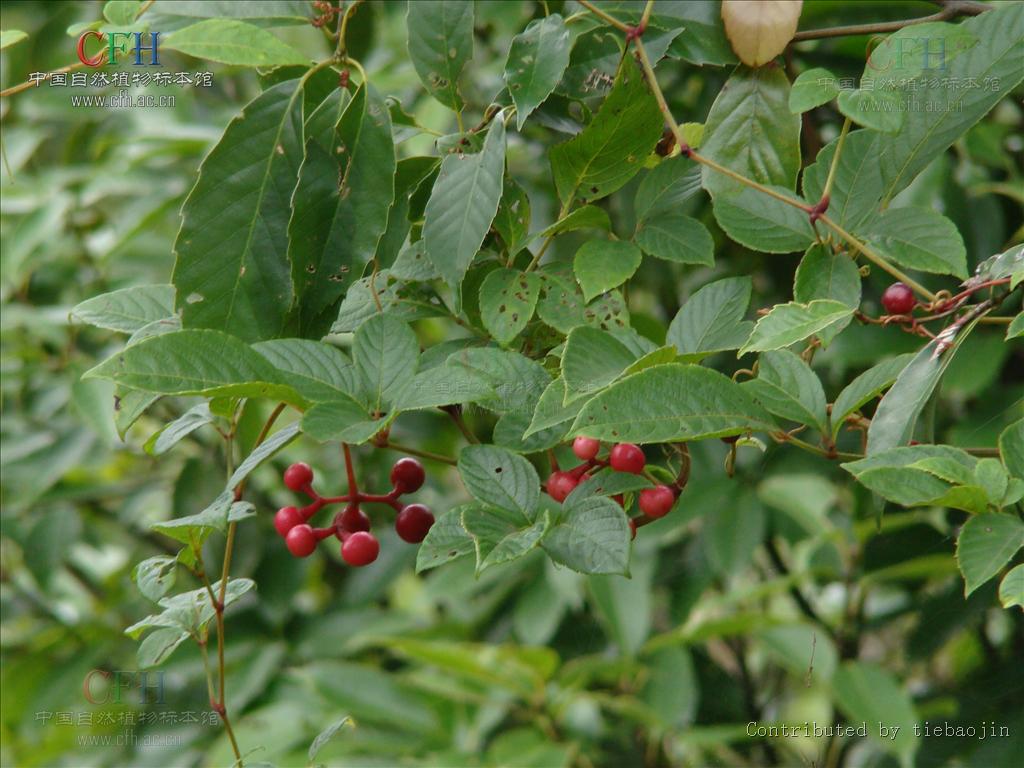  p>乌蔹莓属(学名:cayratia juss.