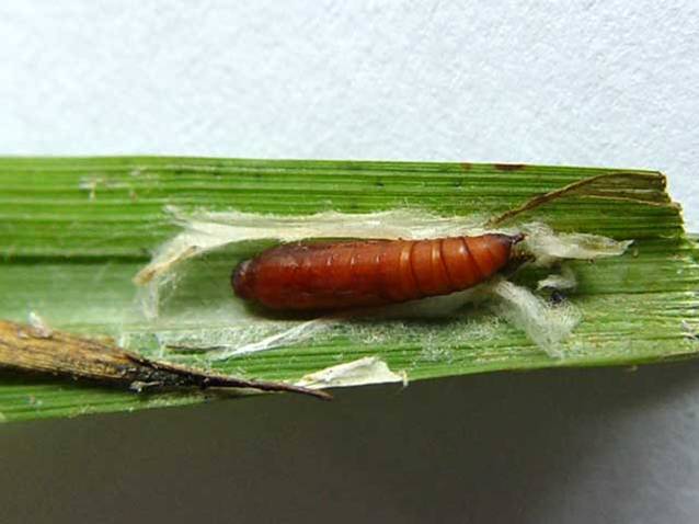  p>昆虫名,为鳞翅目,螟蛾科.