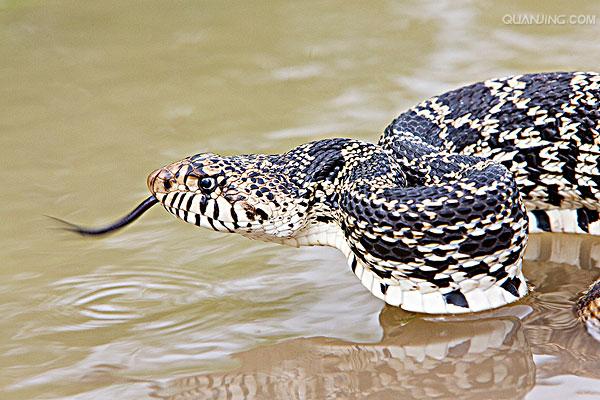  p>游蛇科 (colubridae)动物, a href="#" data-lemmaid="8074290">学