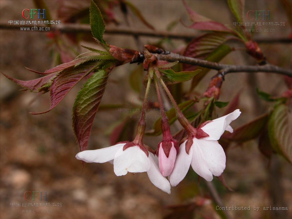 cerasus subhirtella