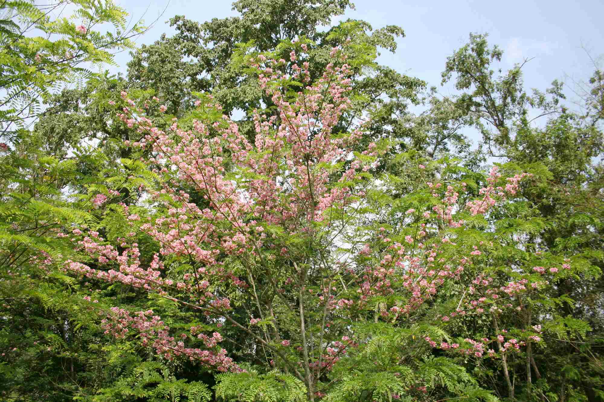  p>粉花山扁豆  i>cassia nodosa /i> buch.-ham.