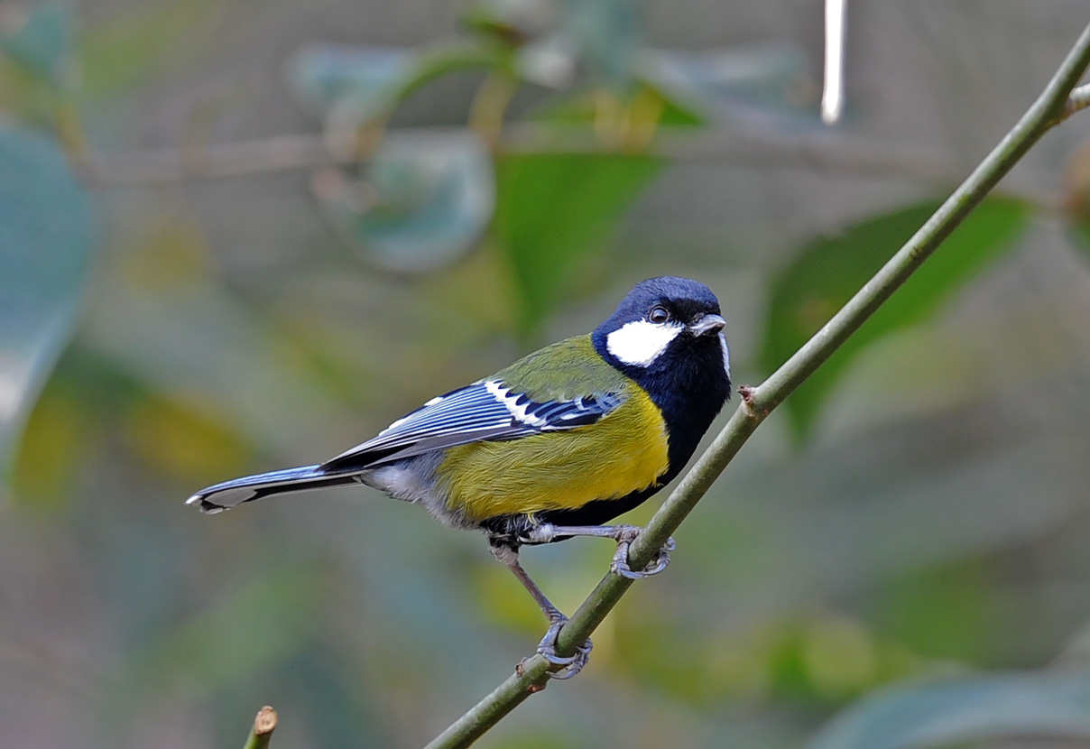 tit,也叫青背山雀,是一种栖息于中低海拔山区的雀鸟