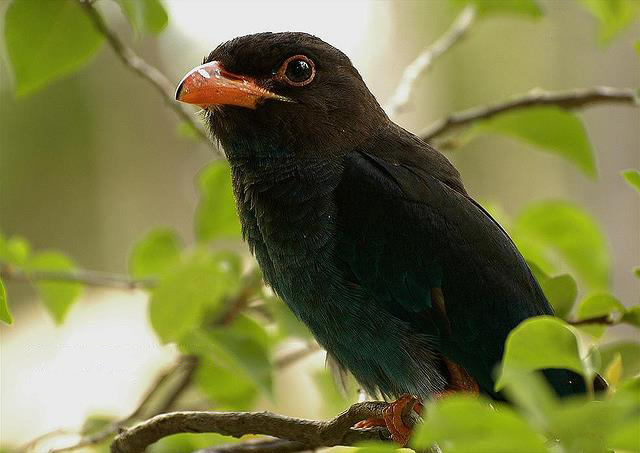  p>三宝鸟(学名: i>eurystomus orientalis /i>)佛法僧科三宝鸟属的