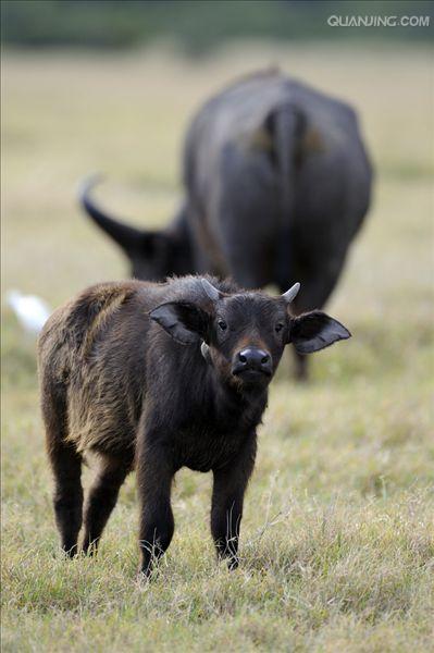  i>syncerus caffer /i>),又称好望角水牛,是一种产于非洲的牛科动物