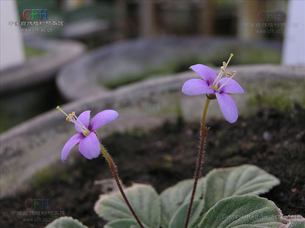 lomatogoniopsis alpina t. n. ho et s. w. liu