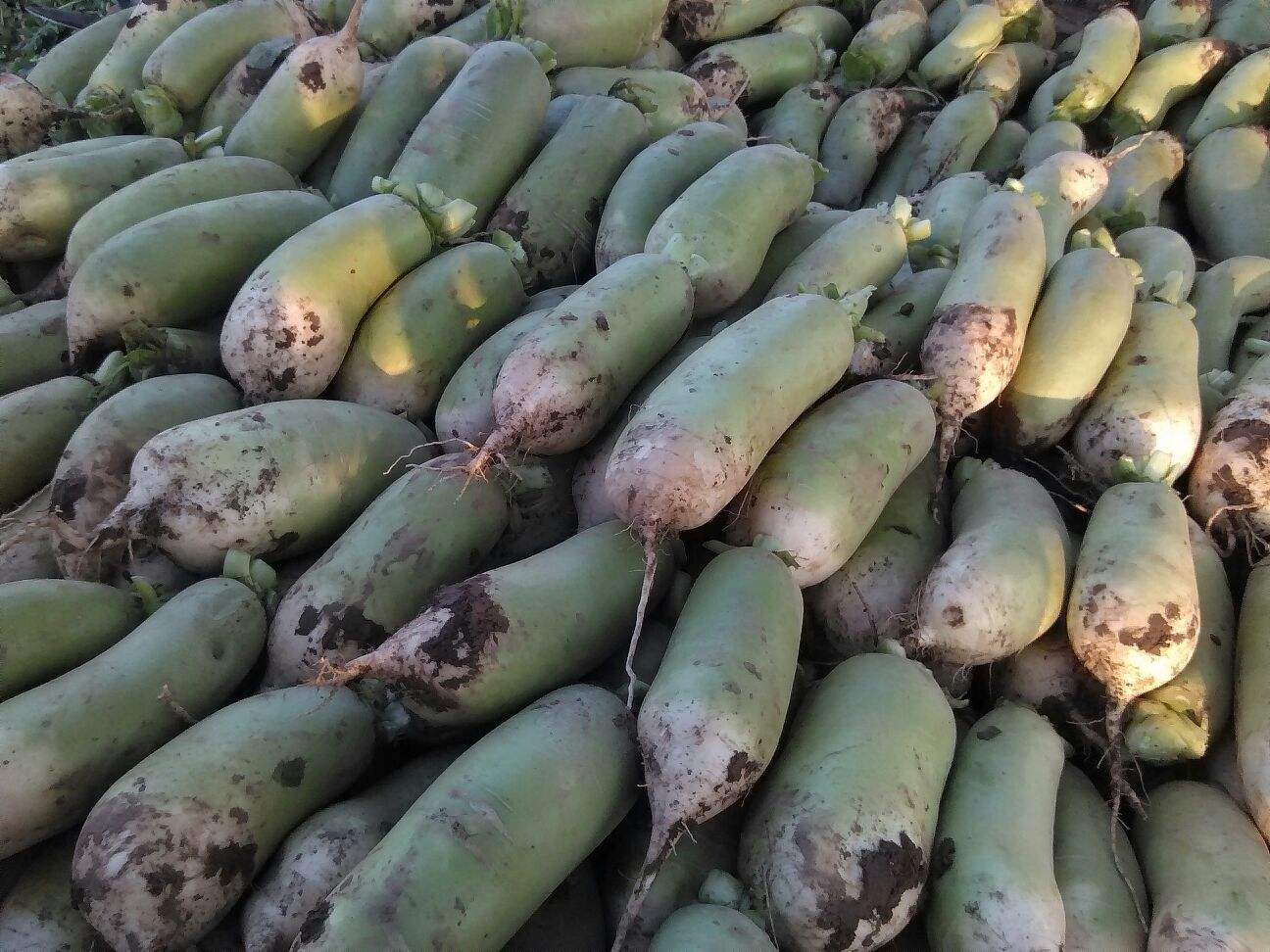 href="/item/浚县/1022906" data-lemmaid="1022906">浚县 /a>特产