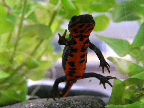  p>东方蝾螈(学名: i> i>cynops orientalis /i> /i>)是蝾螈科,蝾螈属