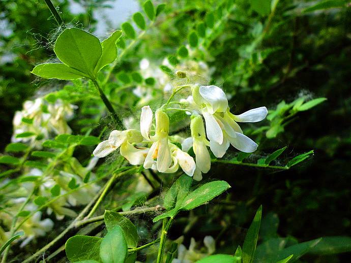 orthilia secunda (l.) house