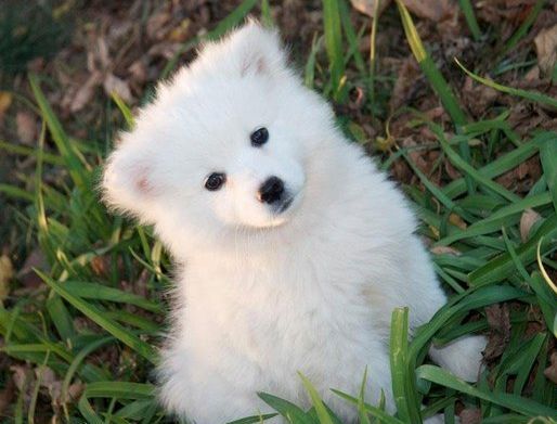 美国爱斯基摩犬 百度百科