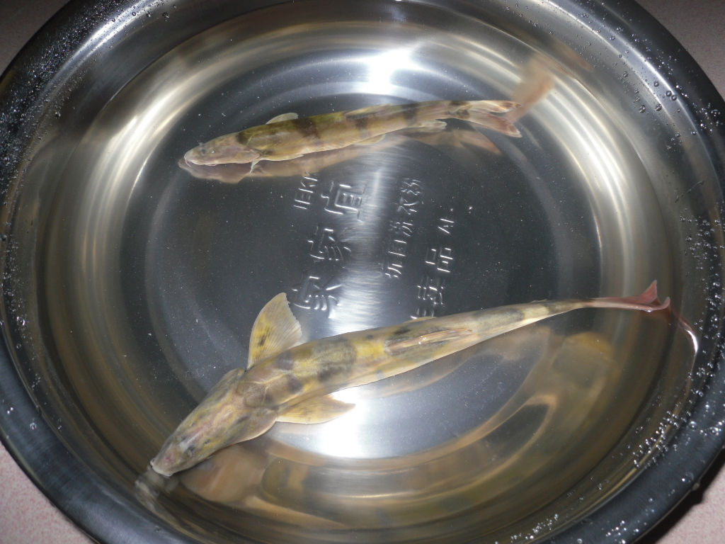  p>斑鳍沙鳅( a href="#" data-lemmaid="8074290">学名 /a>:botia