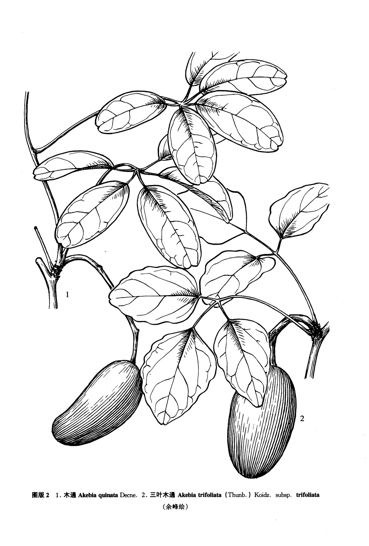 data-lemmaid="2974013">三叶木通 /a>,三叶拿藤(浙江),八月瓜藤(广东