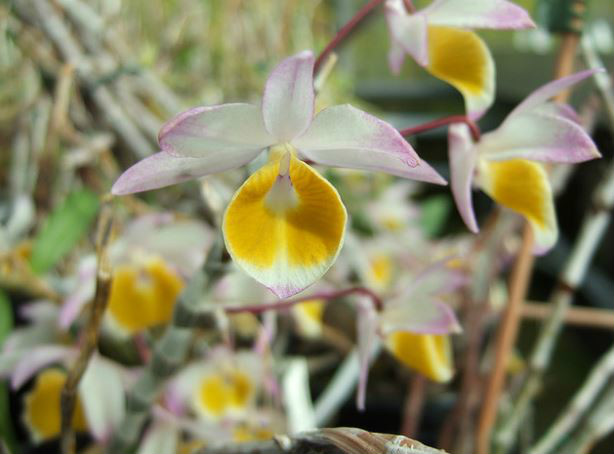  p>杯鞘石斛(学名: i>dendrobium gratiosissimum /i>  rchb. f.