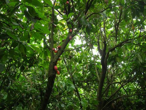 石排湾郊野公园