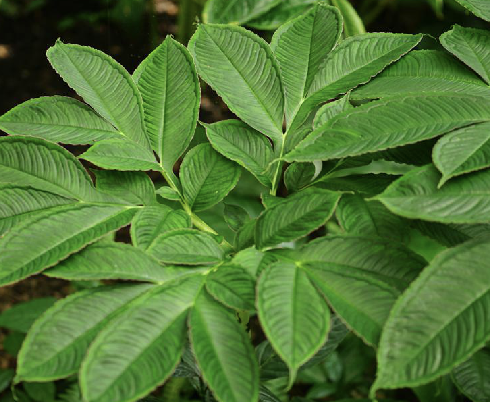 blume)是天南星科魔芋属植物.