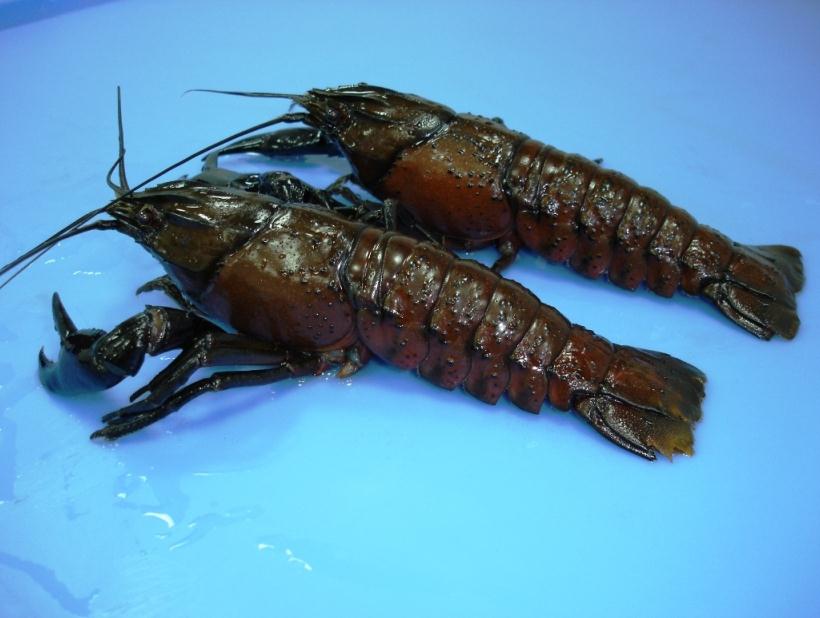  p>马龙螯虾(cherax cainii-marron),世界第三大淡水螯虾,生活在澳洲