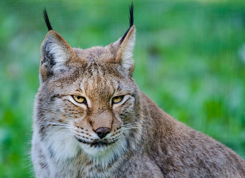  p>猞猁(学名: span class="ref" data-ctrid="sw2qc3bqfp4k"> i>